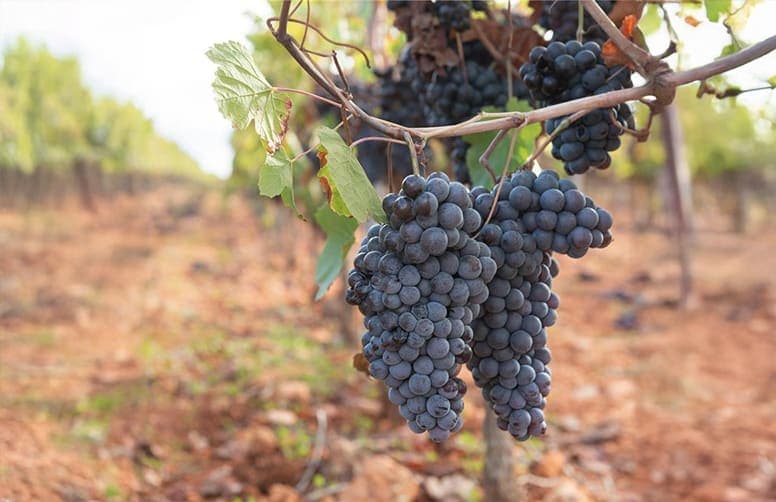 Imagen de la certificación UE 848/2018